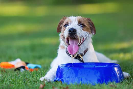 Outdoor portrait of a Parson Russell Terrier lying in front of a water dish