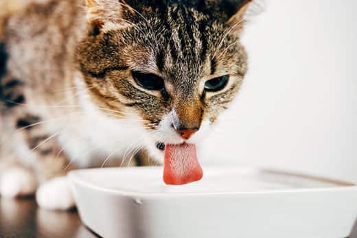 Striped cat drinks water from plate with tongue out.