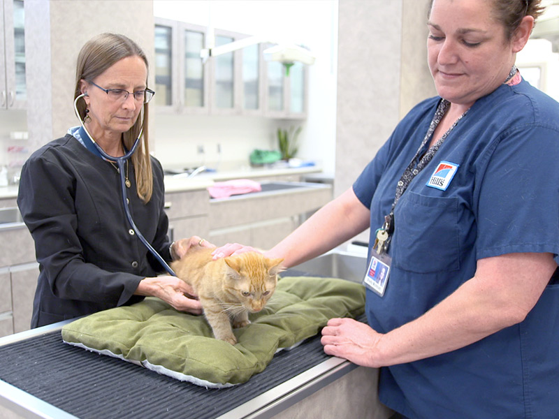 Vet and vet tech look at orange kitten on table.