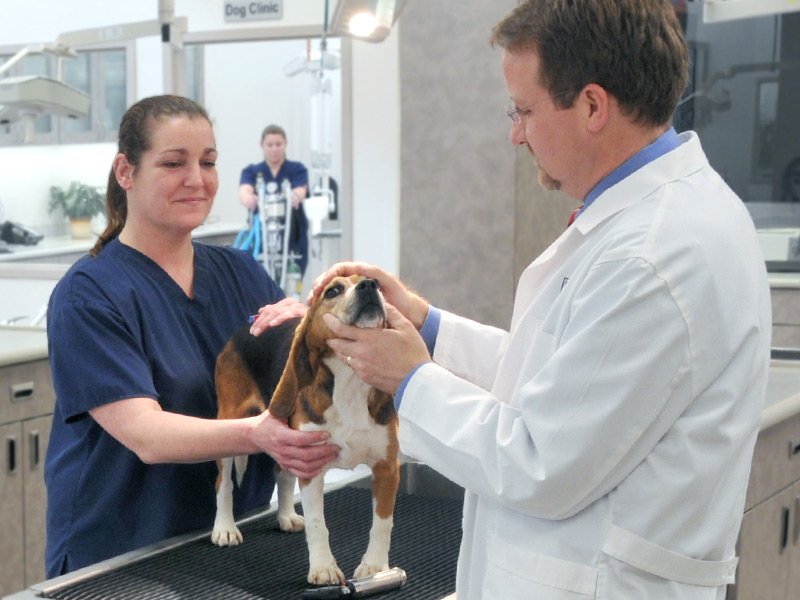 Vet and vet tech examine a beagle on medical table.