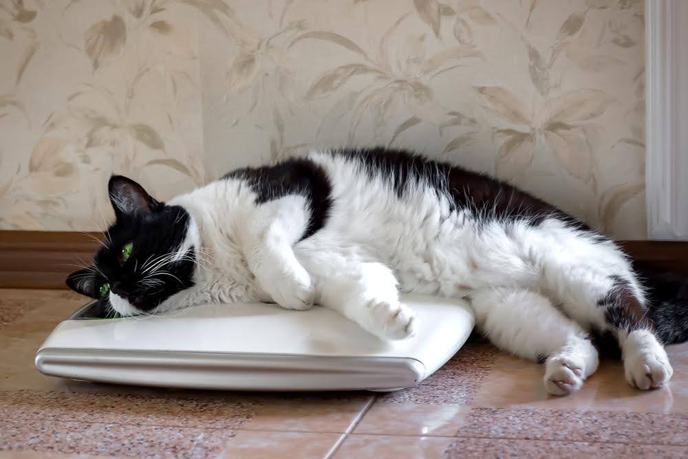 A cat lies on a weighing scale