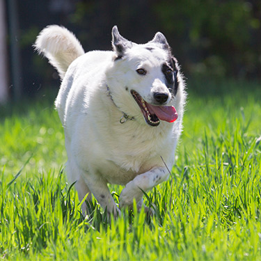 obese white dog with black spots running in the field