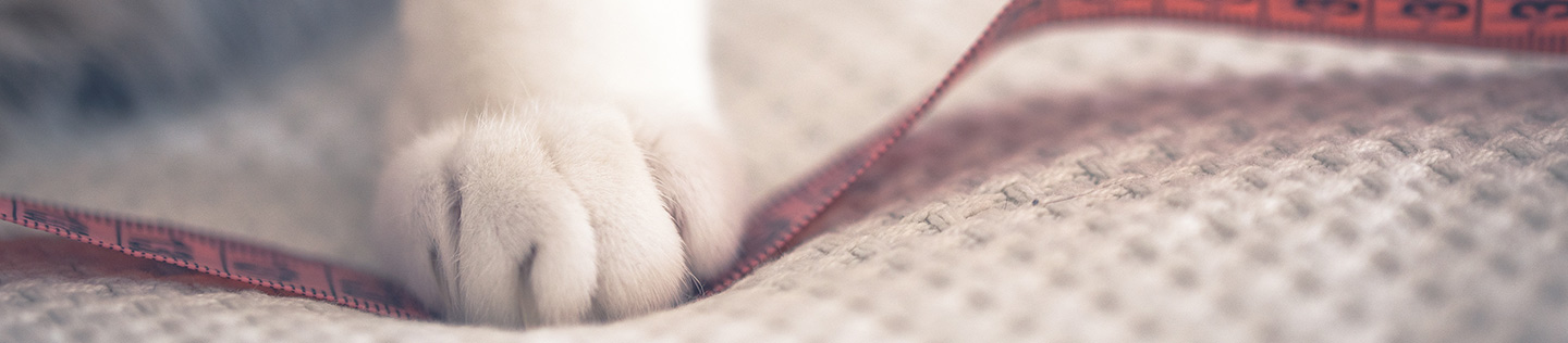 A paw stands on measuring tape