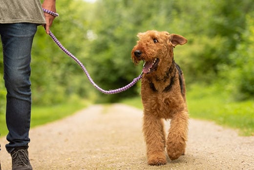 Airedale Terrier. Dog handler is walking with his odedient dog on a rural street in a forest.
