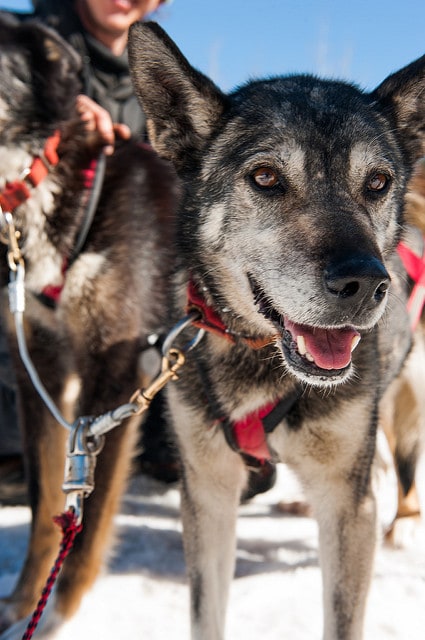 Alaskan Husky sled dog harnessed to other dogs.