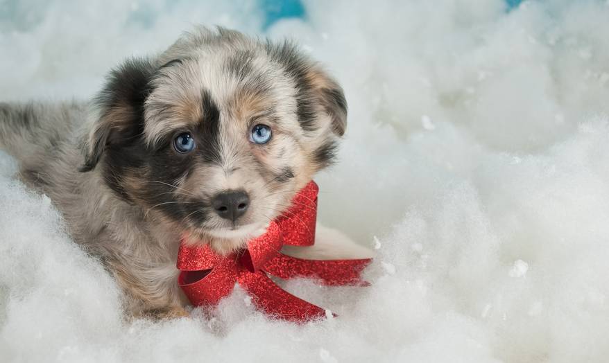 Sweet little Australian Shepherd puppy laying in the snow wearing a red Christmas bow.