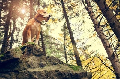 Beagle dog portrait in autumn forest .