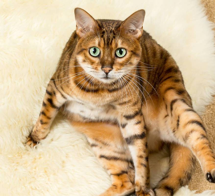Bengal cat sitting on a wool rug.
