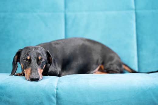 Black and brown dachshund asleep on a light blue couch.