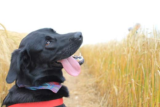 Black lab with red collar sits in a field with tongue out looking back over shoulder.