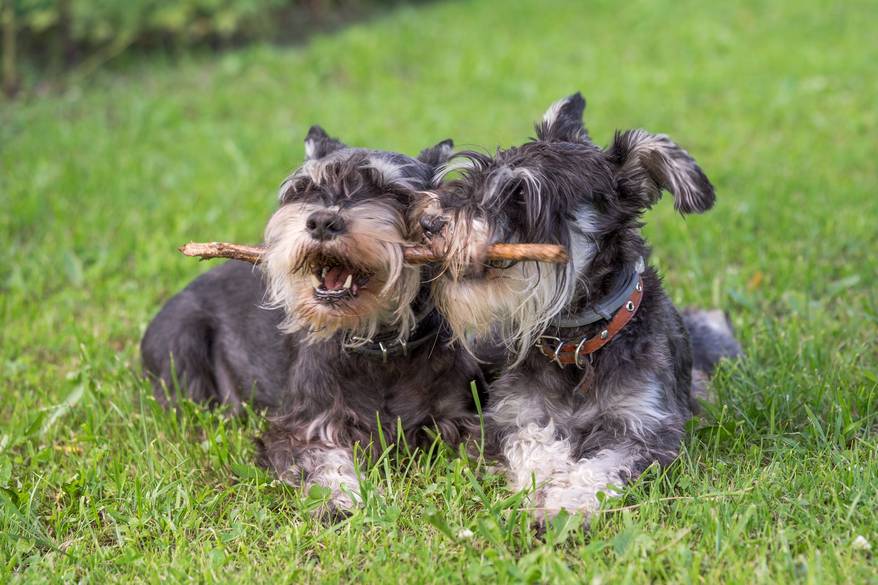 Two black and silver miniature schnauzer dogs chewing on the same stick.