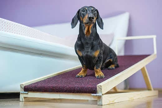 Black and tan dachshund sits on a DIY dog ramp next to bed.