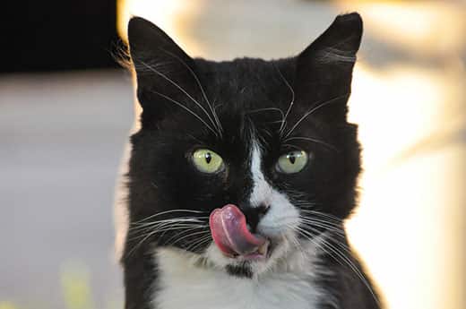 Black and white cat with green eyes licks lips.