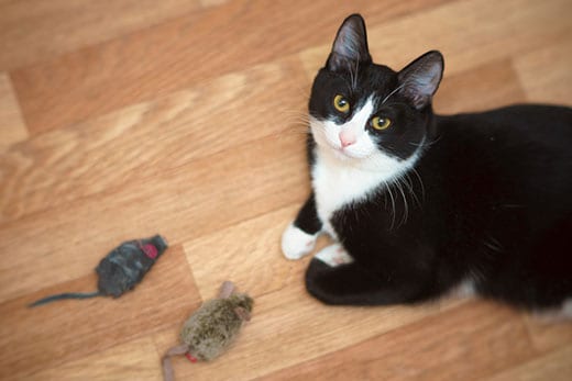 Black and white cat looking up with two mouse toys sitting in front of them.