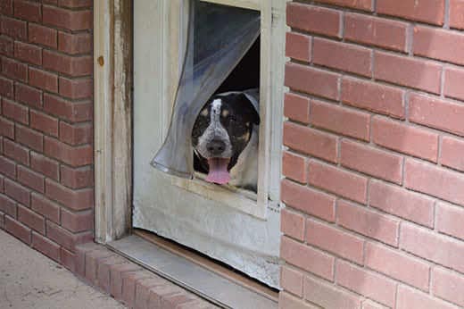 Black and White dog with head poking out of a doggie door attached to a brick building. 