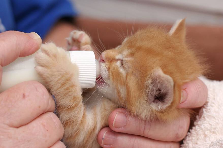 Person bottle feeds tiny newborn ginger kitten.
