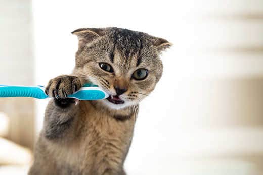 British kitten and a toothbrush. The cat is brushing his teeth