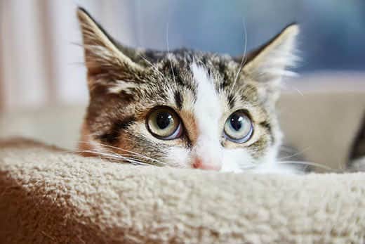 Brown and white tabby kitten is hiding in a cat bed