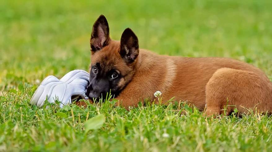 Brown puppy, black face, chews on white shoe in the grass.