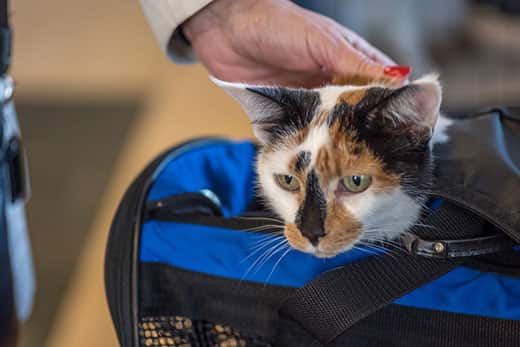 Calico cat peeking out of a blue soft cat carrier bag.