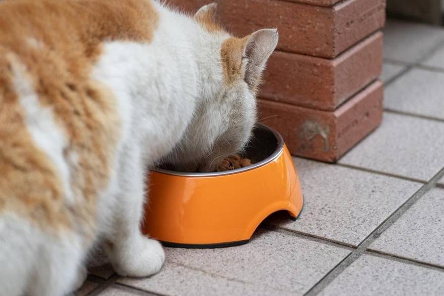 cat eating from orange bowl