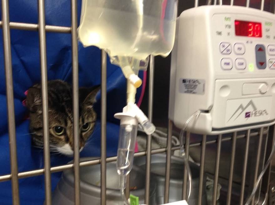 Cat in vet kennel being treated for fatty liver disease