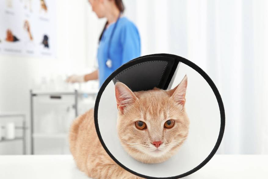 Cat at vet clinic on table with cone around head.