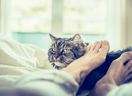 Cat laying at the end of a bed next to human's feet.