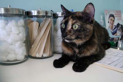 Black and brown cat lays on countertop at the vet with jars behind her.