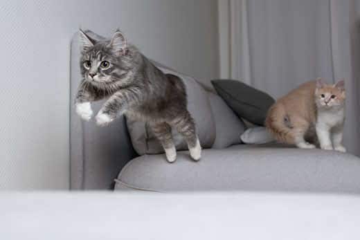 Maine coon cat jumping off sofa while another cat looks at them
