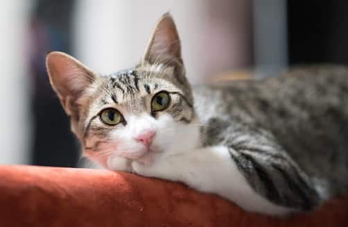 relaxed cat on back of couch