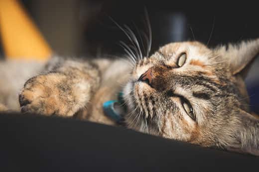 Cat lying on its side with eyes half-closed.