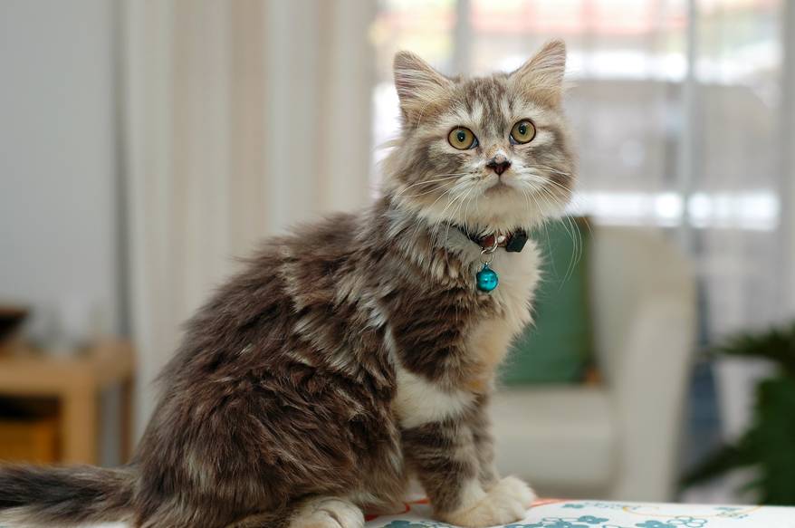 Kitten with blue collar sitting on top of couch-back.