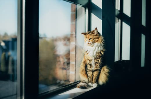 Cat sitting on window