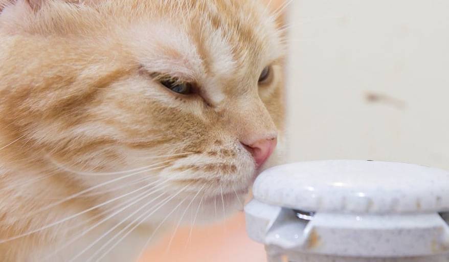 Orange cat sniffing top of automatic water pump