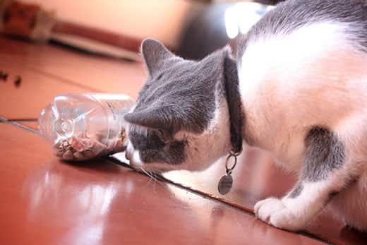 Gray and white cat sniffing a plastic water bottle used as a cat food puzzle with dry kibble inside.