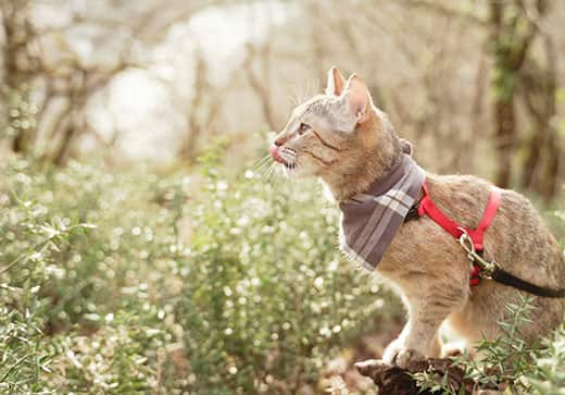 Curious domestic cat of ginger color on a leash walking in summer forest while wearing a scarf.