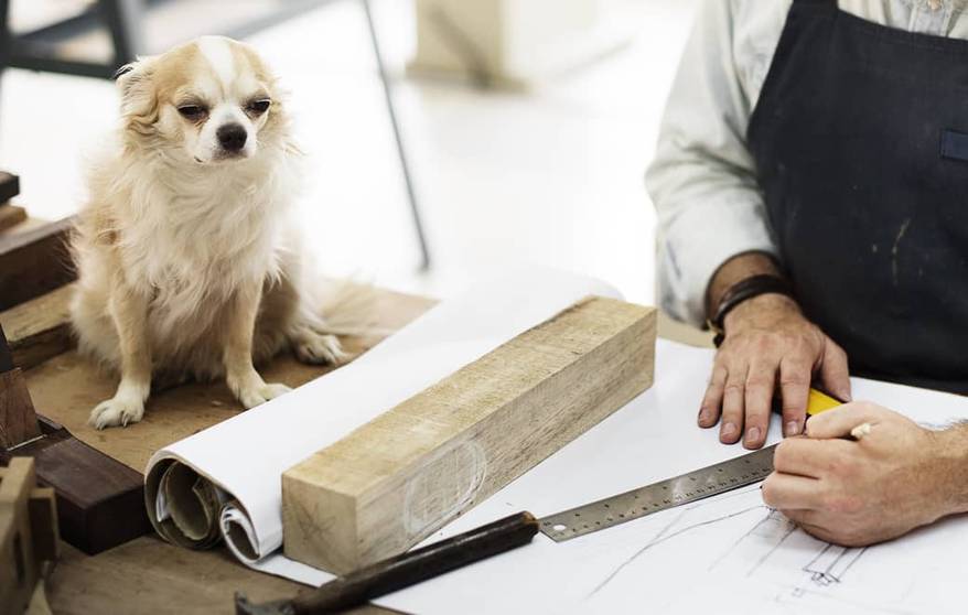Chihuahua overseeing carpenter drafting plans
