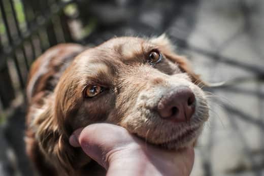 Close-up of a hand holding a red long-haired dog's head in hand.