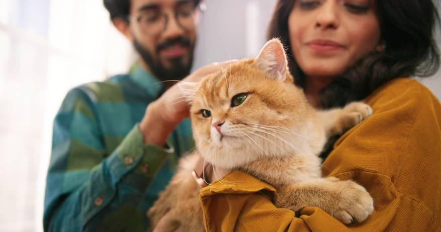Close up of cheerful Indian young couple wife and husband standing in room at home holding cute cat in hands.