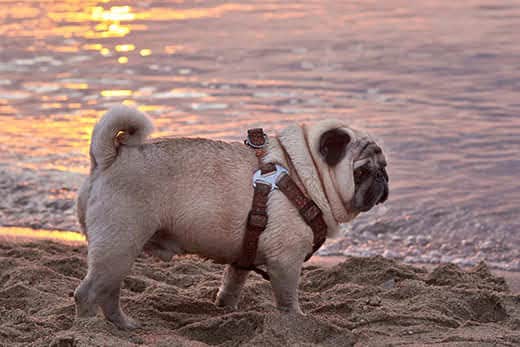 Cream-colored pug in harness walking on a beach at sunset.