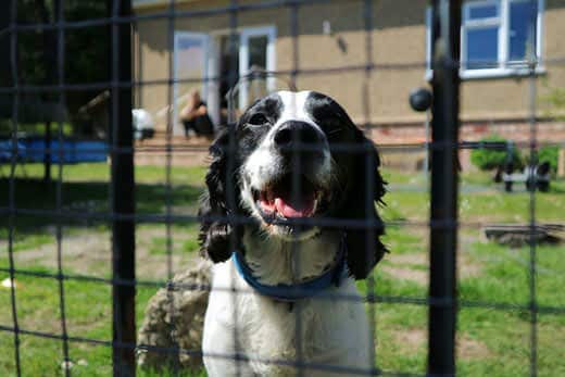 cute adorable photo of a smiley spaniel behind a fence in a garden with green bright grass in sunlight