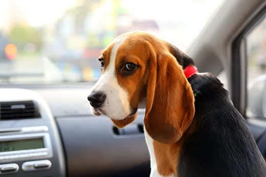 Young beagle look back askance, cute but sad muzzle of juvenile doggy, sitting on front seat of small car. Pensive black eyes and long ears