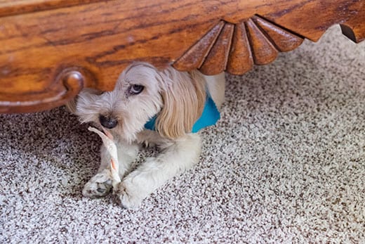 cute dog hides bone