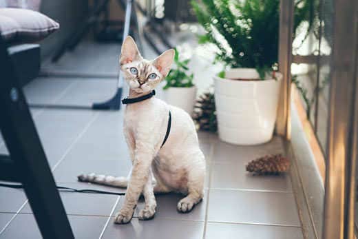 Devon Rex cat is walking on a leash. Kitten is walking outdoor. Adventure at is enjoying being in fresh air. The pleasure of fresh air and sunshine. Safety Tips. Train your cat walking