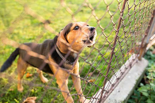 Dog in yard barks through chain link fence.