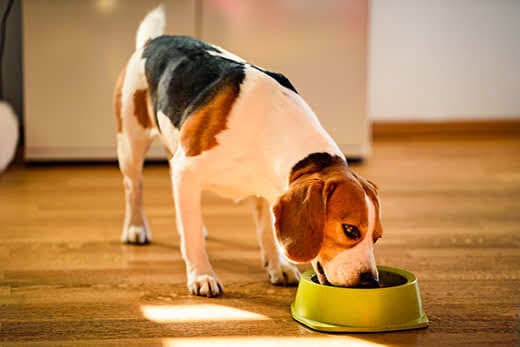 Dog beagle eating canned food from bowl in bright interior. Dog food concept.