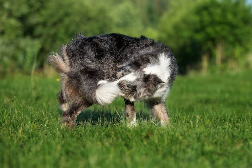 Gray and white long-haired dog catches his tail running in a circle.