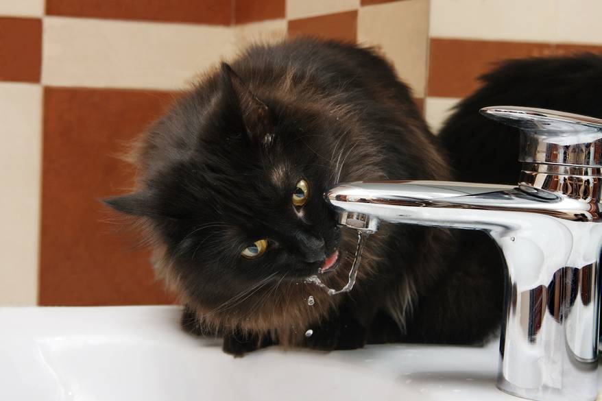 fluffy cat drinking from the tap water in the bathroom