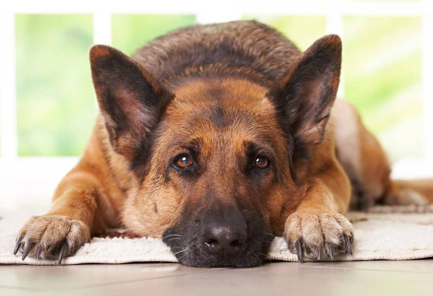 German shepherd laying on the carpet in home